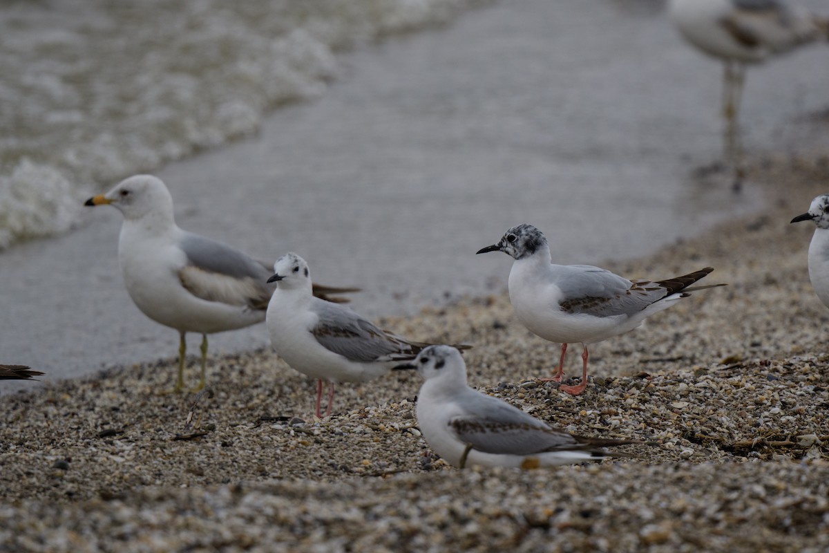 Bonaparte's Gull - ML619506283