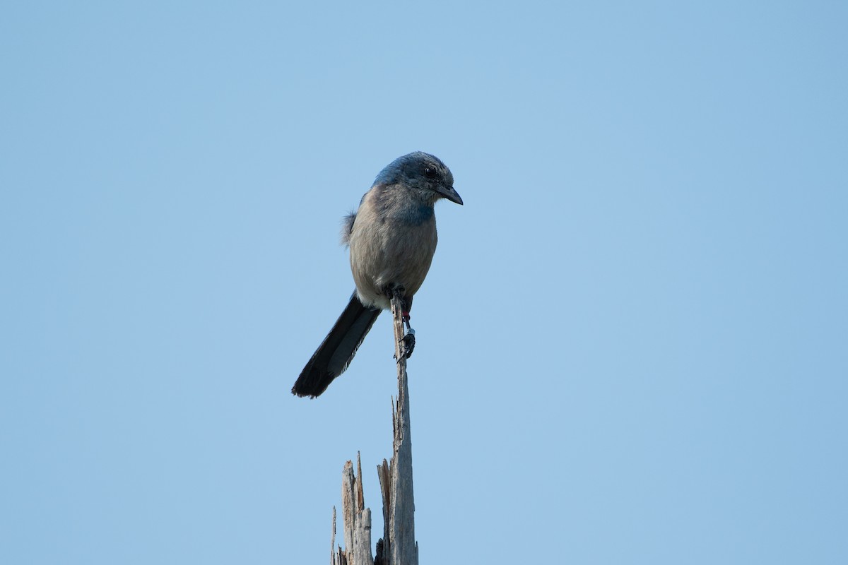 Florida Scrub-Jay - Joseph Phipps