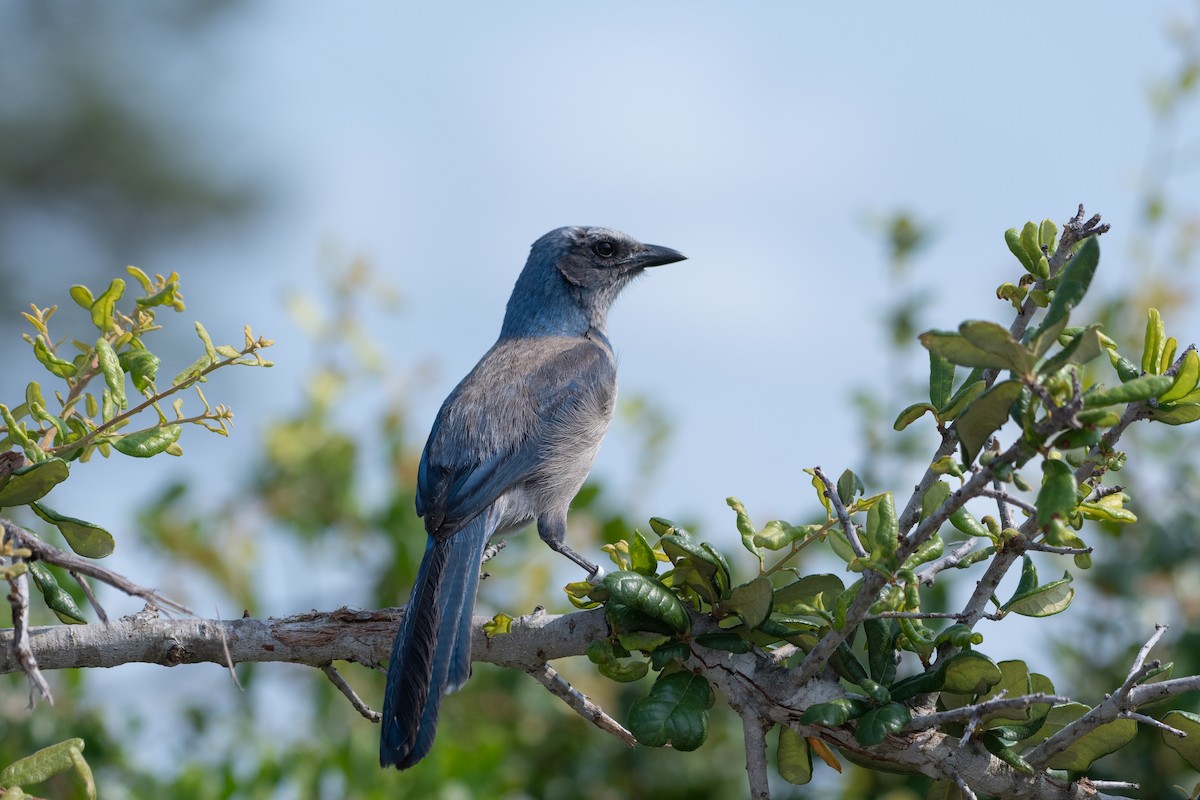 Florida Scrub-Jay - ML619506301