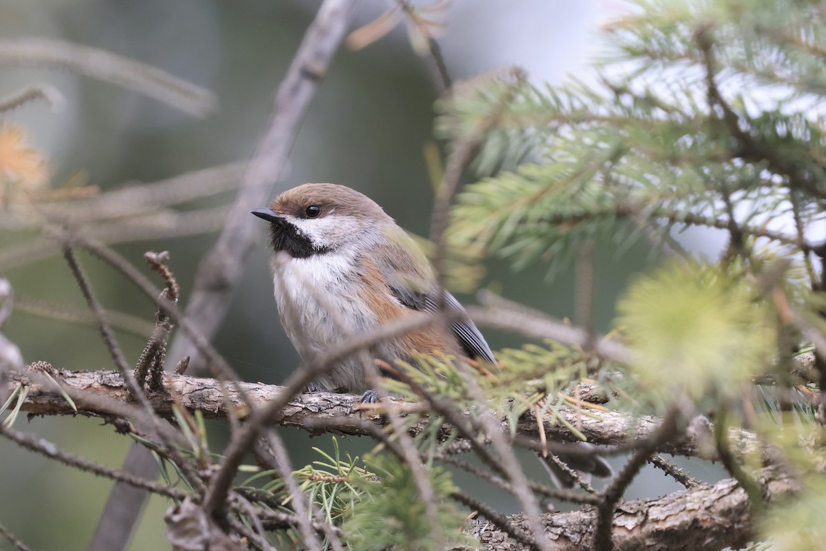 Mésange à tête brune - ML619506305