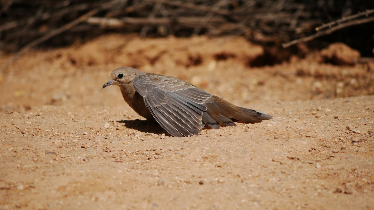 Mourning Dove - Jeff Pulford