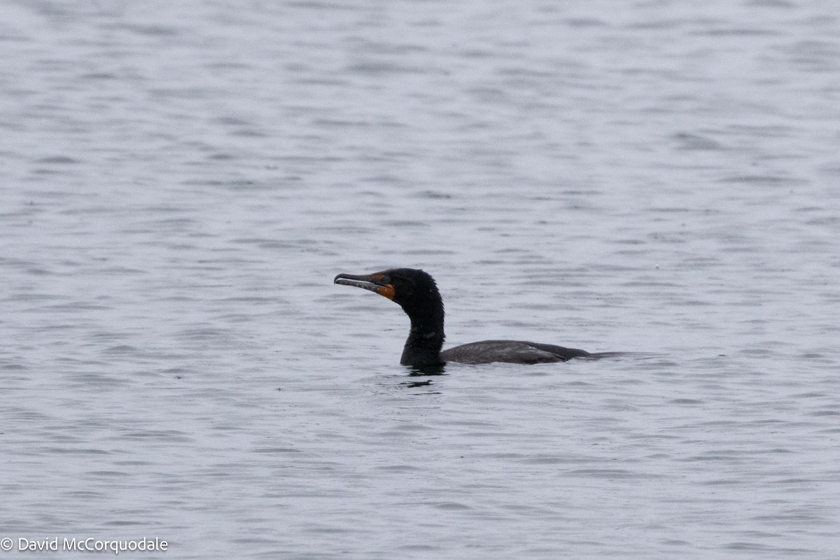 Double-crested Cormorant - David McCorquodale