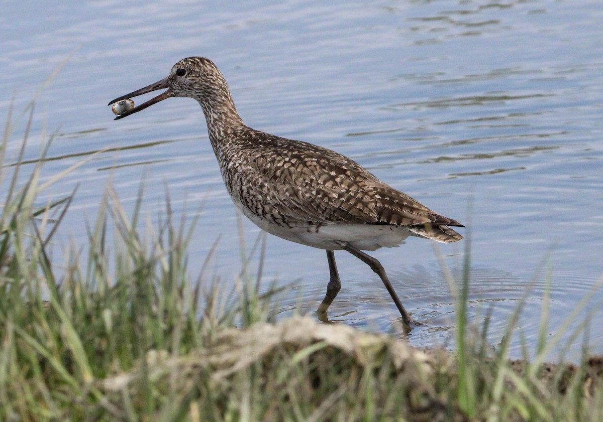 Willet - Jeffrey McCrary