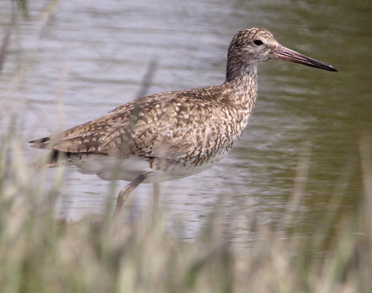 Willet - Jeffrey McCrary