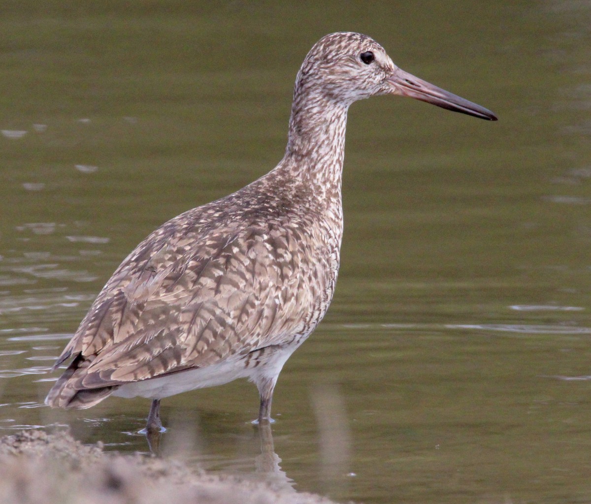 Willet - Jeffrey McCrary