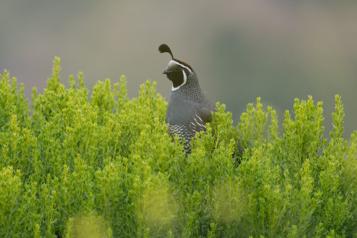 California Quail - Cynthia  Case