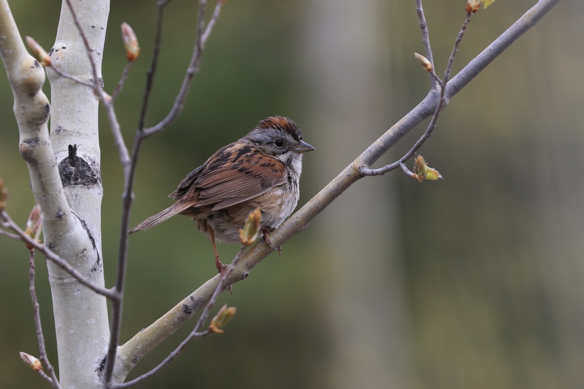 Swamp Sparrow - Jeff O’Neil