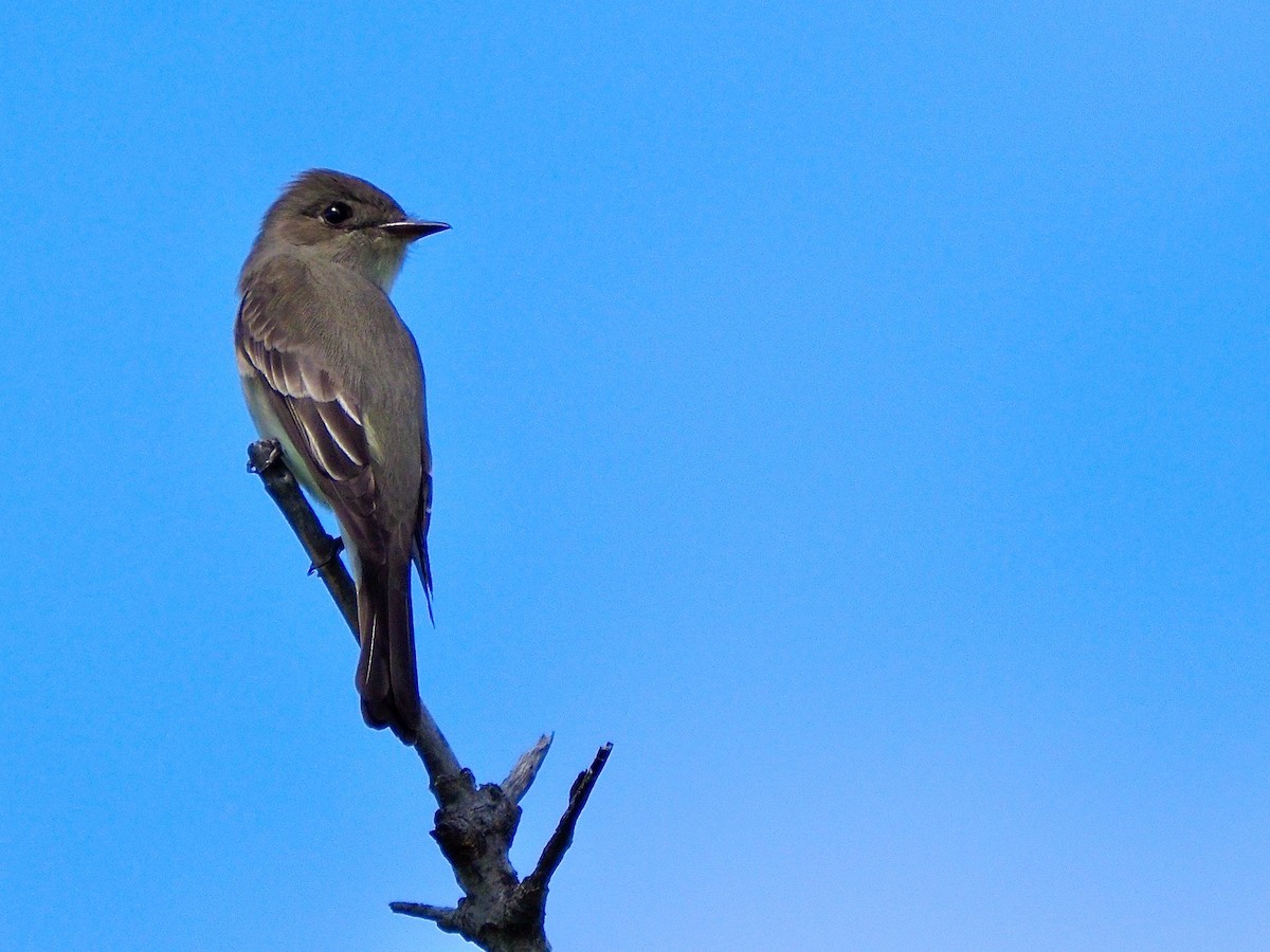 Western Wood-Pewee - Kathy Green