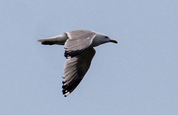 Herring Gull - Jeffrey McCrary