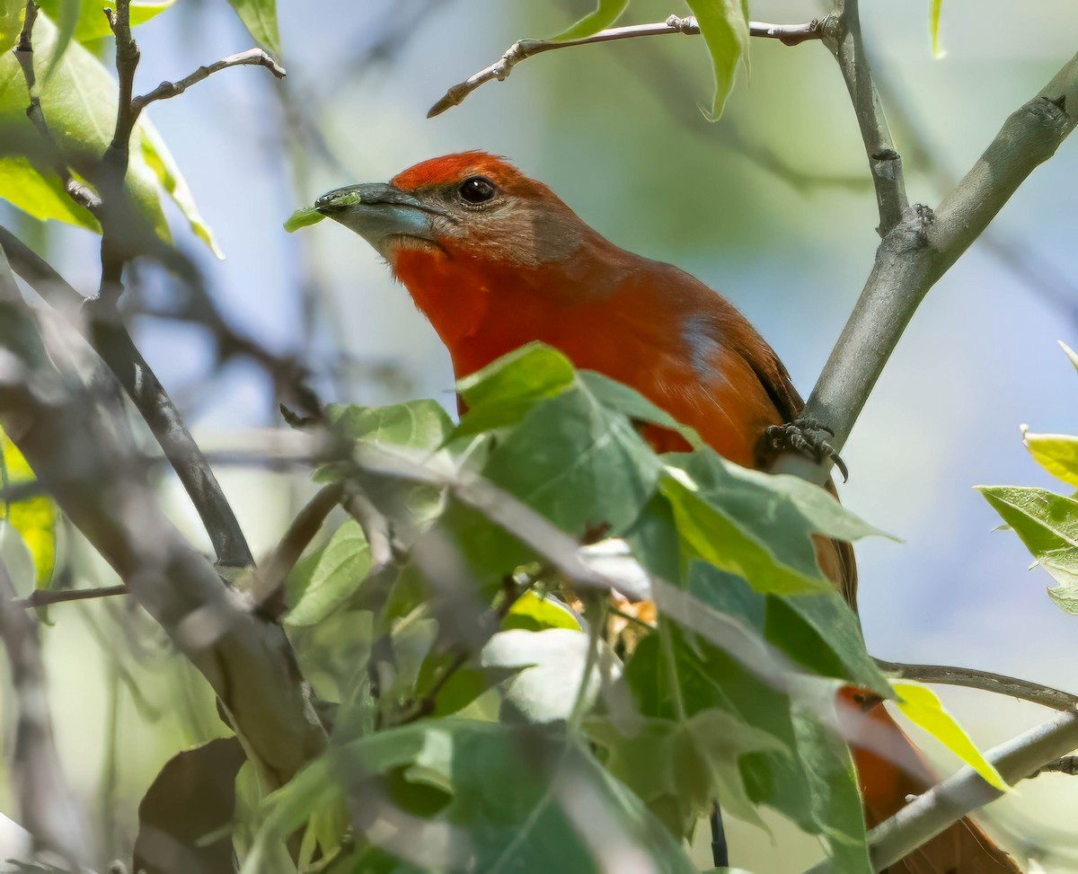 Hepatic Tanager - Howard Cox