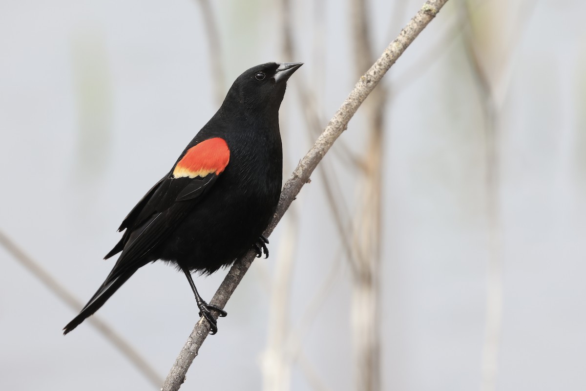 Red-winged Blackbird - Jeff O’Neil