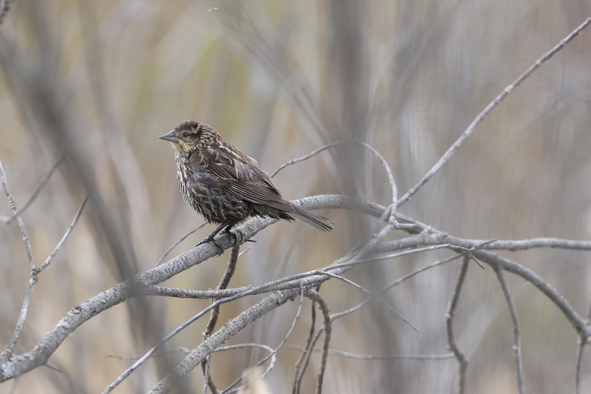 Red-winged Blackbird - Jeff O’Neil