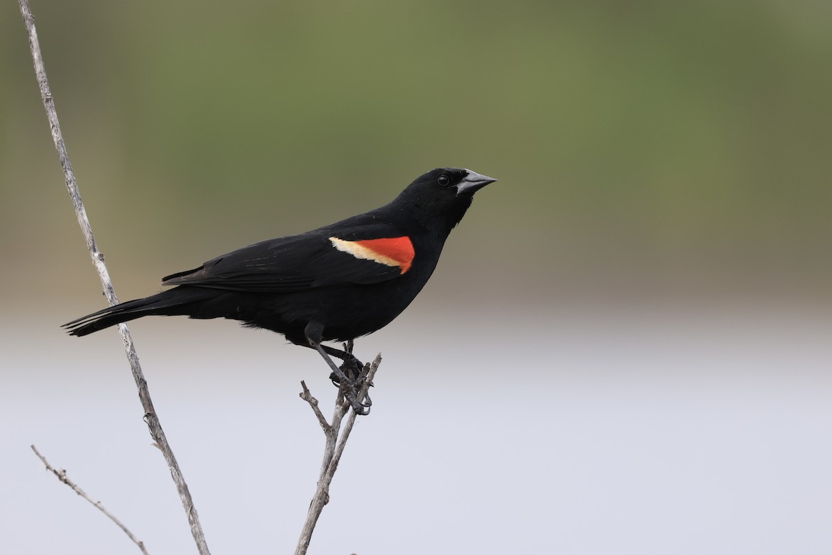 Red-winged Blackbird - Jeff O’Neil