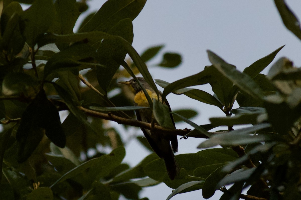 Northern Parula - Anonymous