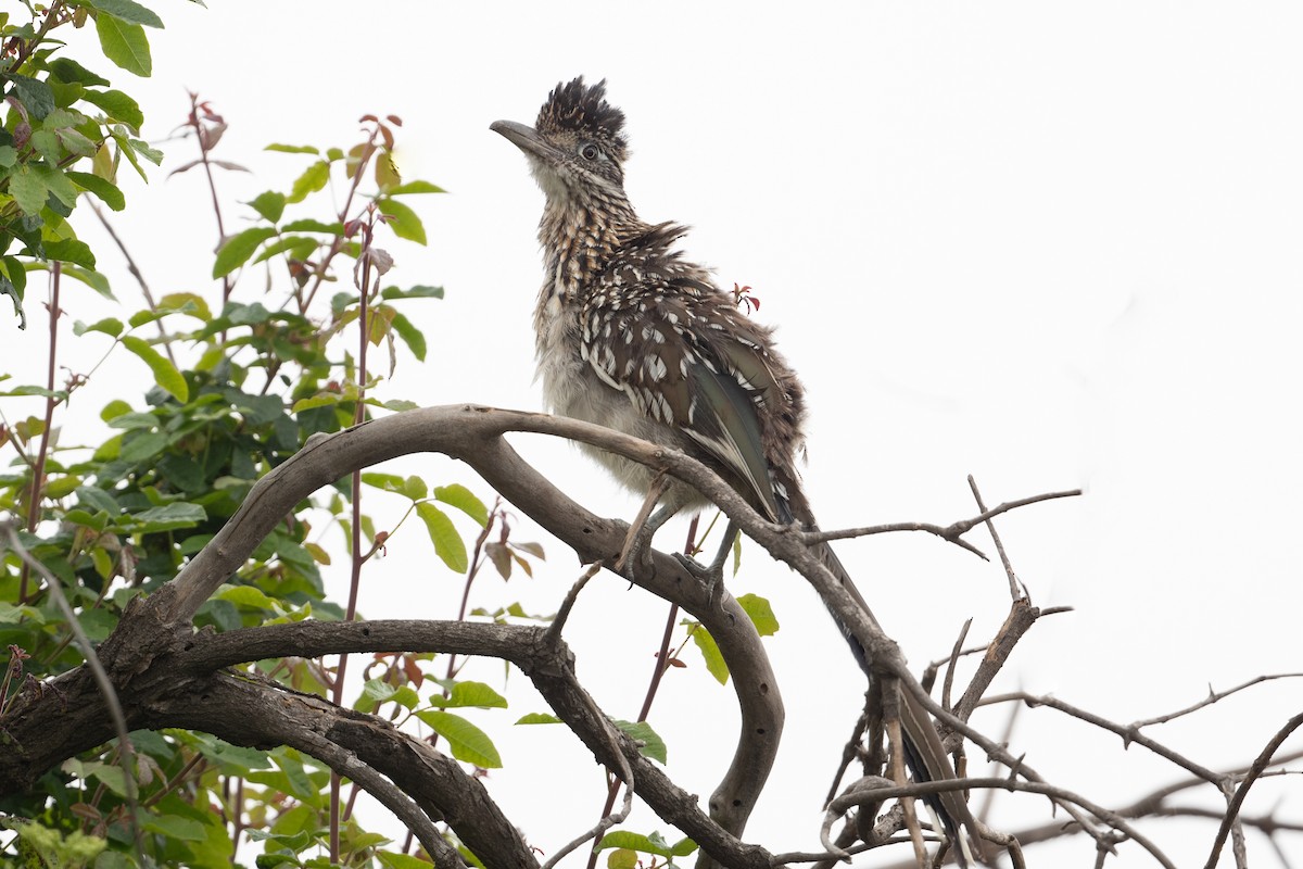 Greater Roadrunner - Cynthia  Case