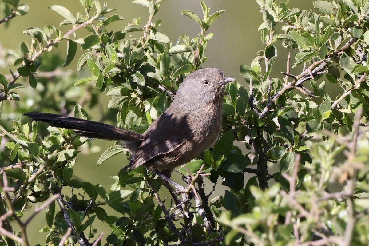 Wrentit - Alice Church