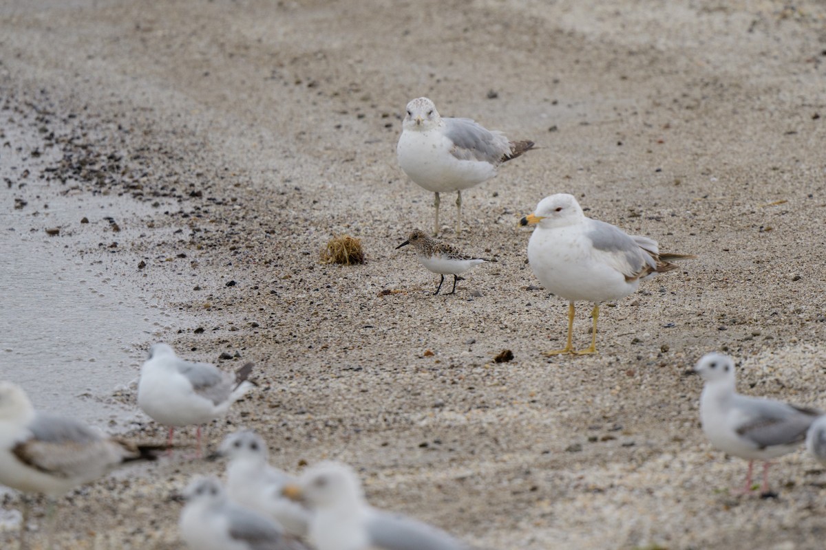 Sanderling - John Kuenzli