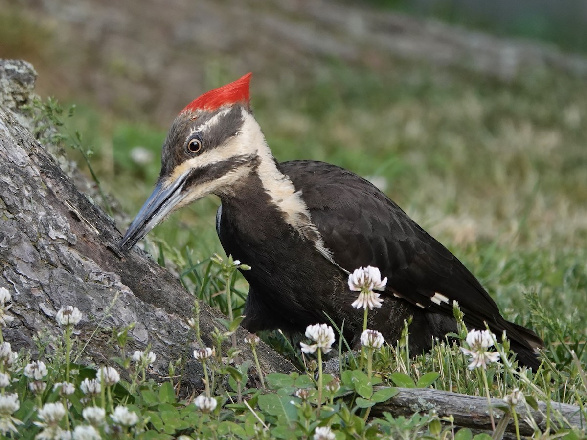 Pileated Woodpecker - ML619506335