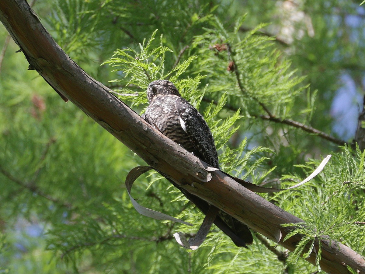 Common Nighthawk - Mike Lee