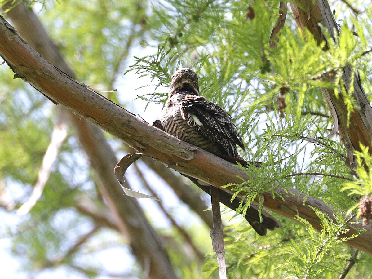 Common Nighthawk - Mike Lee