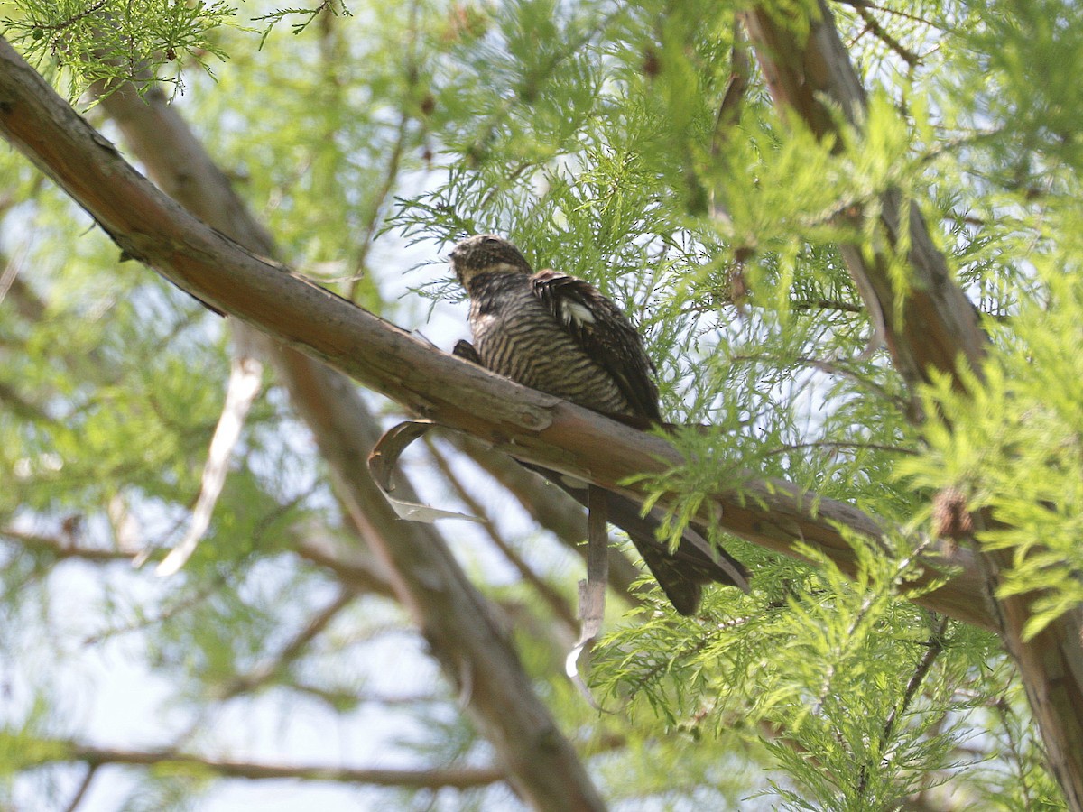 Common Nighthawk - Mike Lee