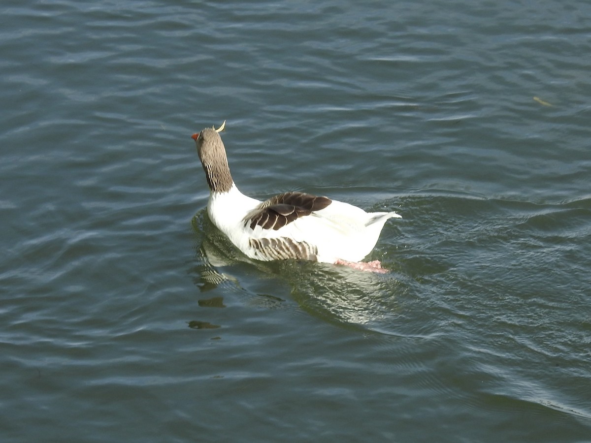 Graylag Goose - Carlos Crocce