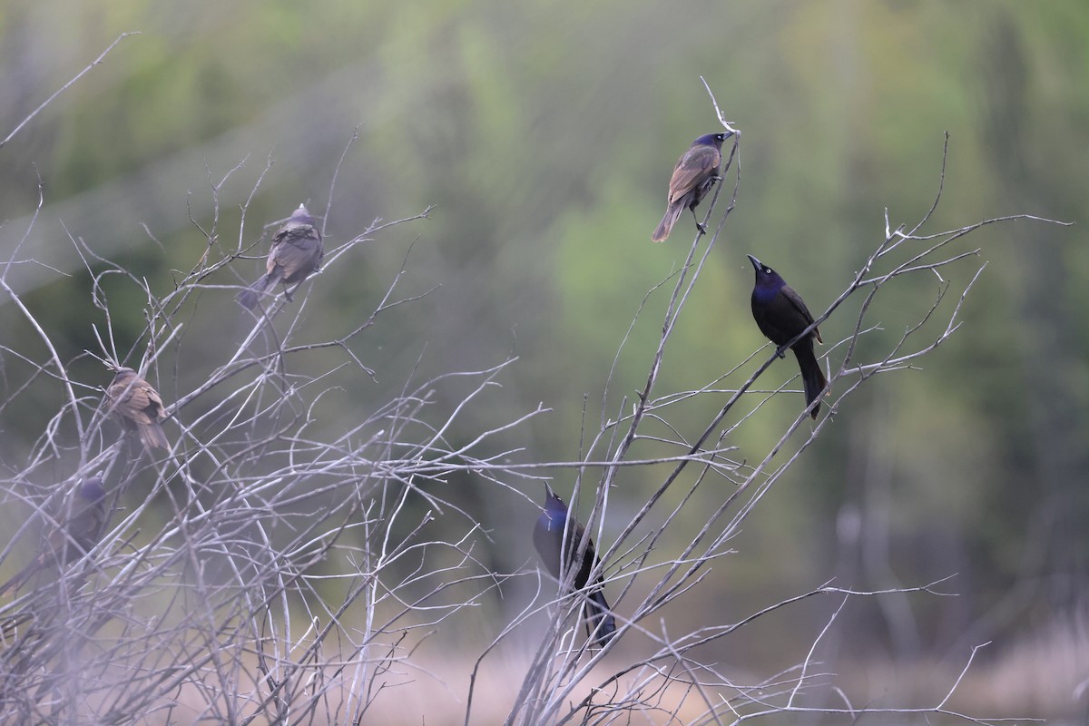 Common Grackle - Jeff O’Neil