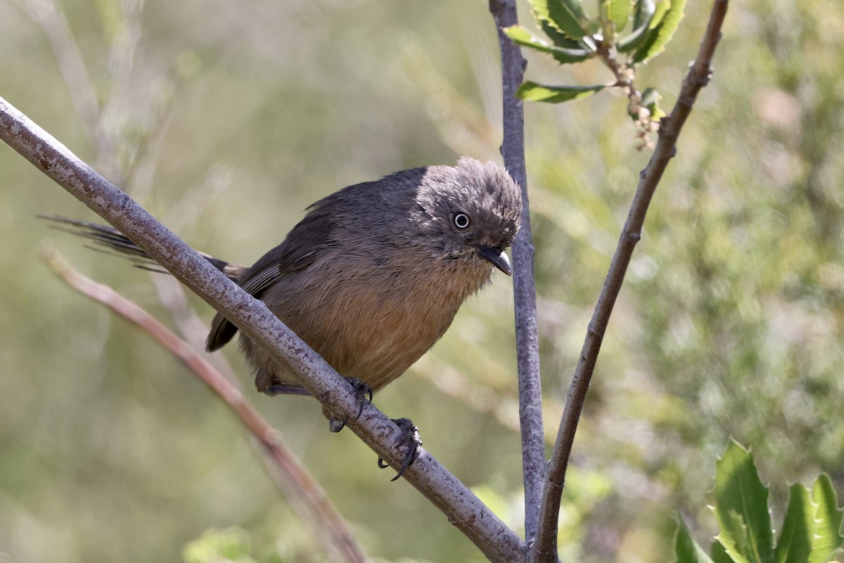 Wrentit - Alice Church