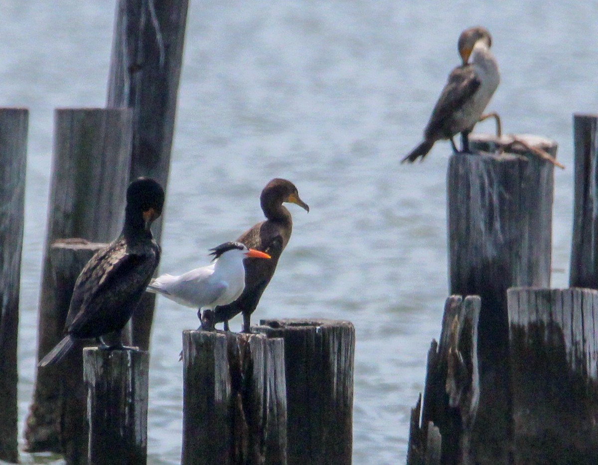 Royal Tern - Jeffrey McCrary