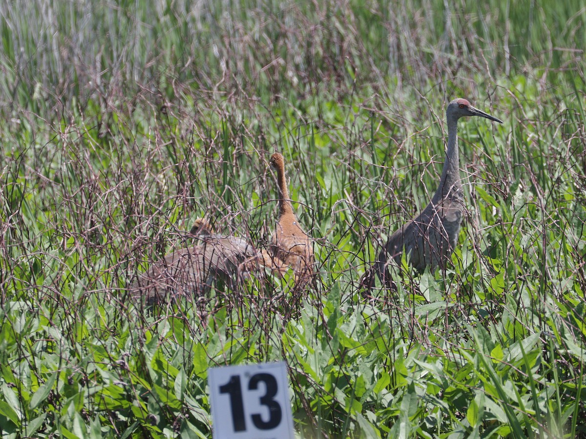 Sandhill Crane (tabida/rowani) - Mike Lee