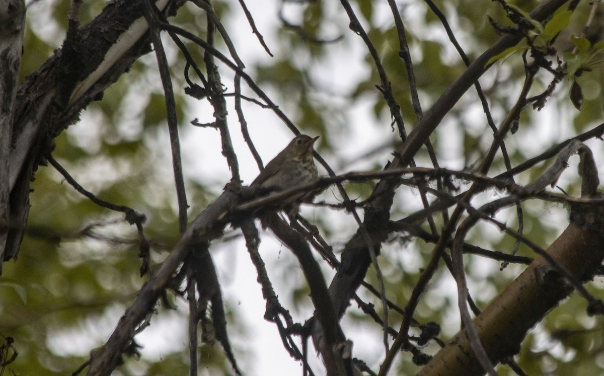 Swainson's Thrush - ML619506351