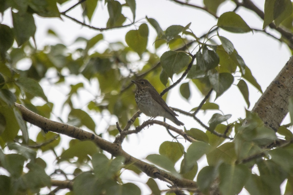 Swainson's Thrush - ML619506353