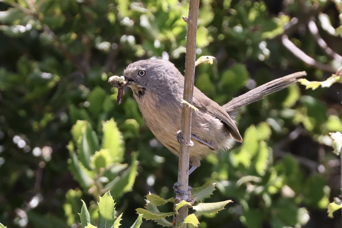 Wrentit - Alice Church