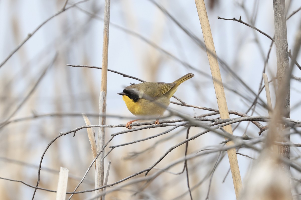 Common Yellowthroat - ML619506358