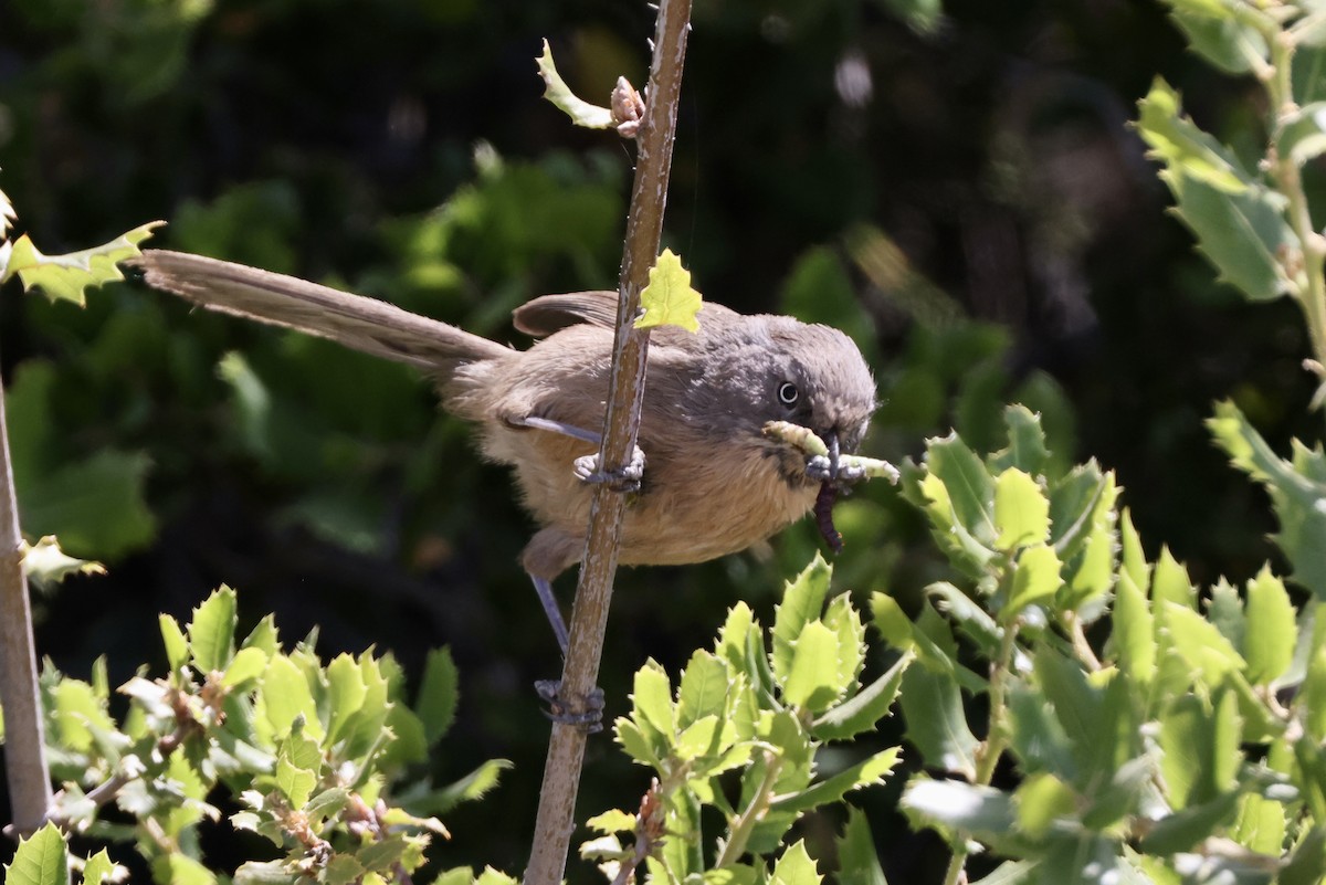 Wrentit - Alice Church