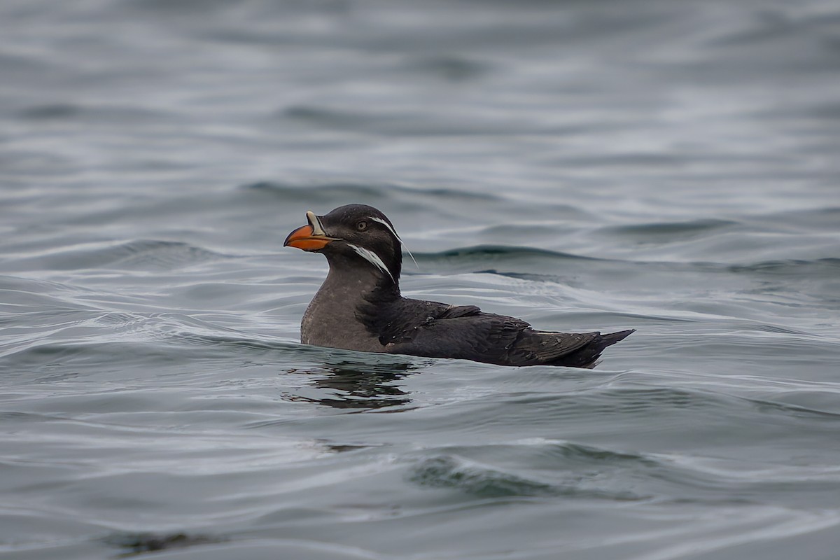 Rhinoceros Auklet - Ali Kasperzak