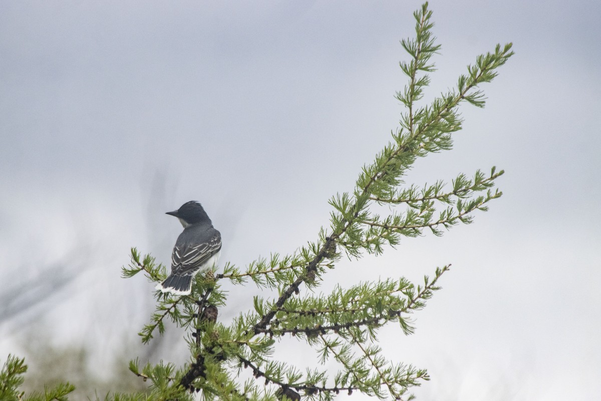 Eastern Kingbird - ML619506365