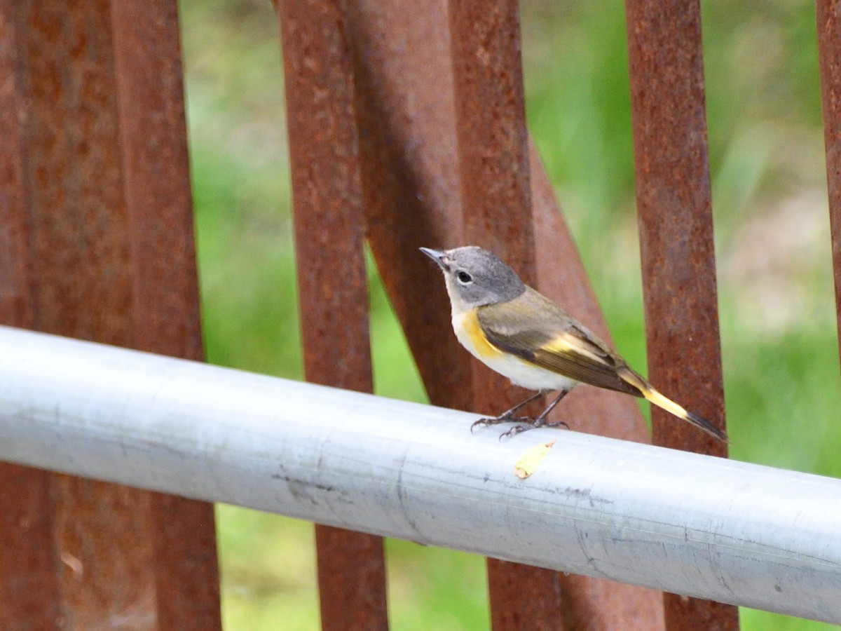 American Redstart - Paul Barrette