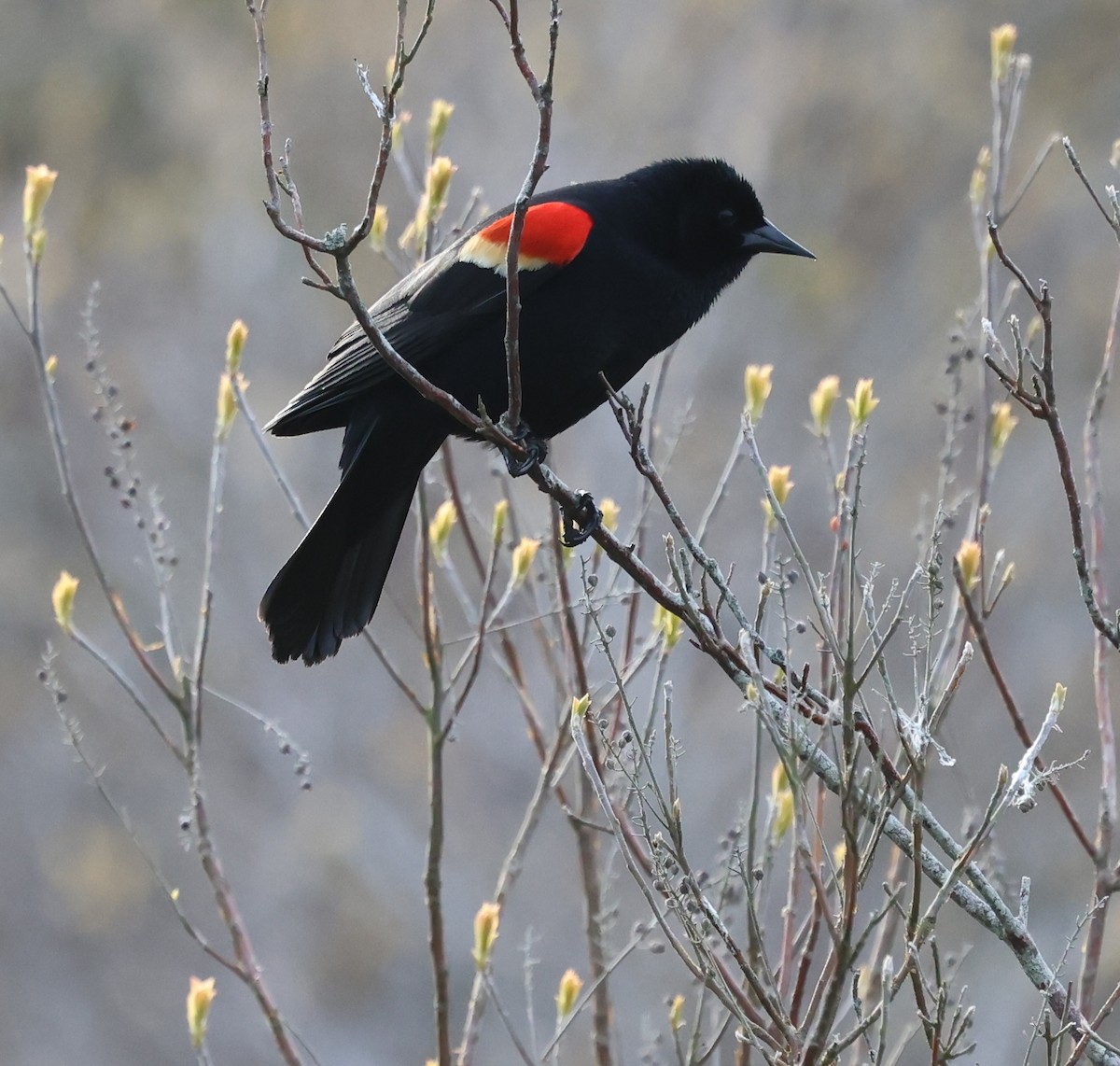 Red-winged Blackbird - burton balkind