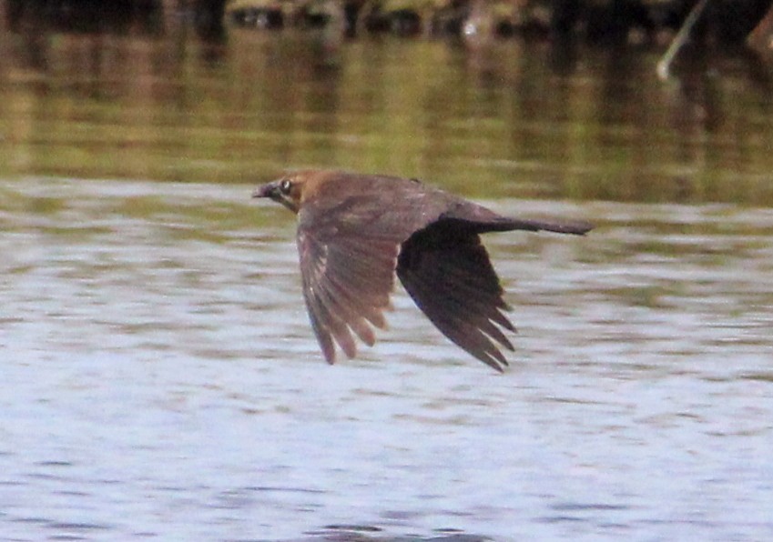 Boat-tailed Grackle - Jeffrey McCrary