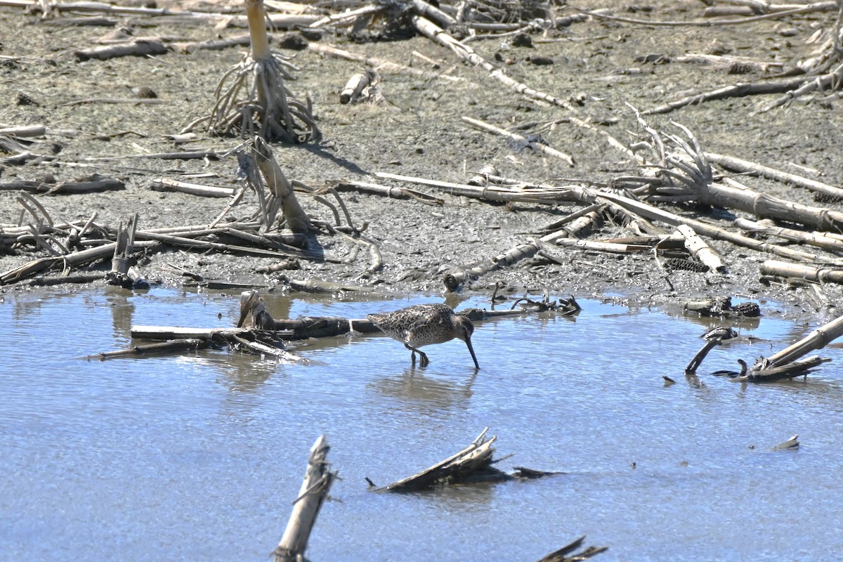 Short-billed Dowitcher - Brad Rogers