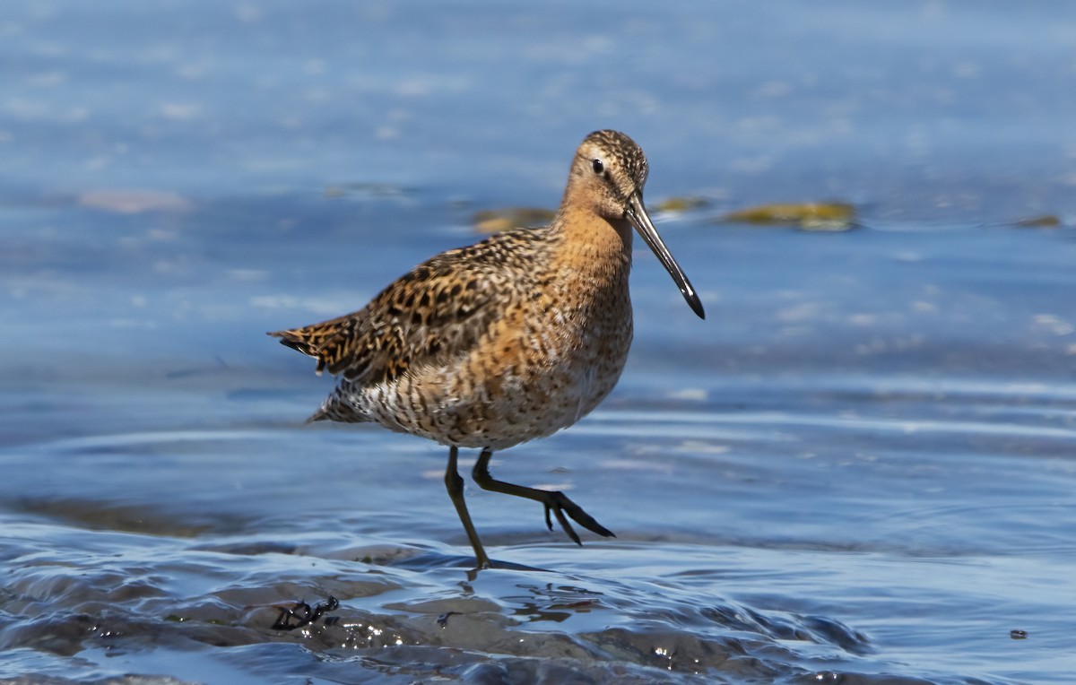 Short-billed Dowitcher - Jean Hebert