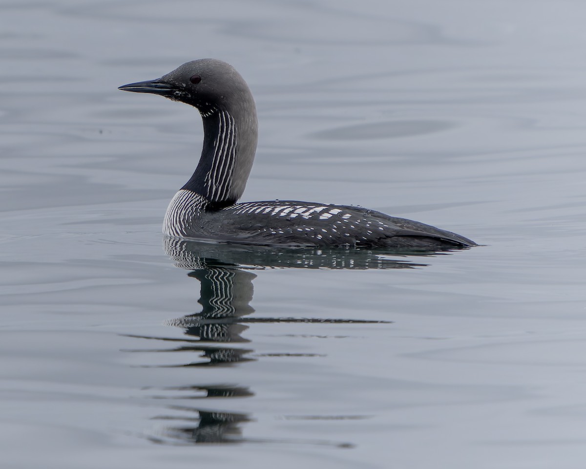 Pacific Loon - Ali Kasperzak