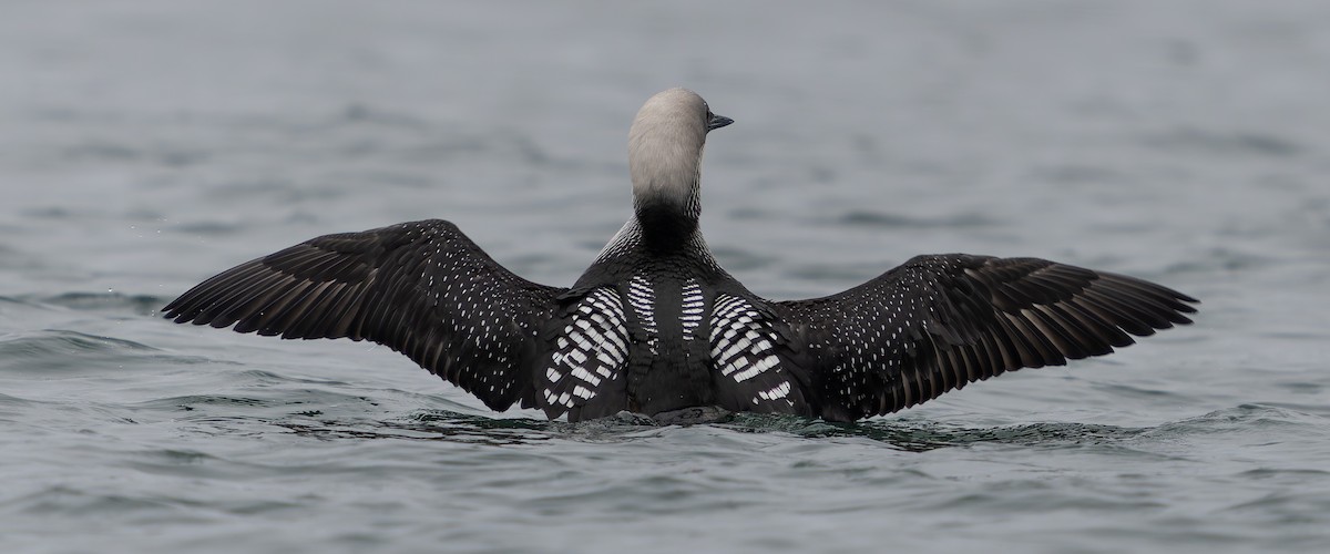 Pacific Loon - Ali Kasperzak