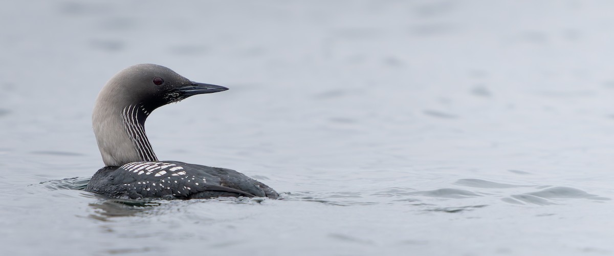 Pacific Loon - Ali Kasperzak