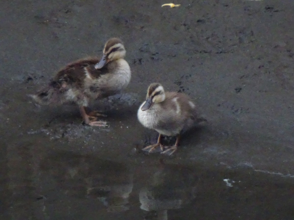 Eastern Spot-billed Duck - ML619506388