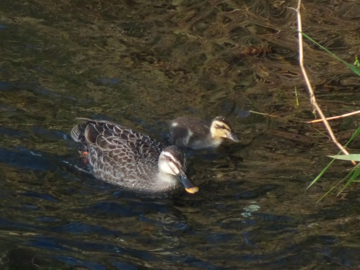 Eastern Spot-billed Duck - ML619506389
