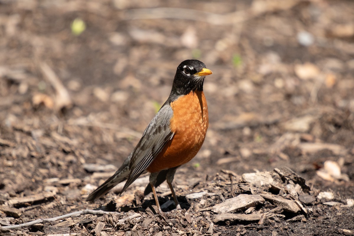 American Robin - ML619506390