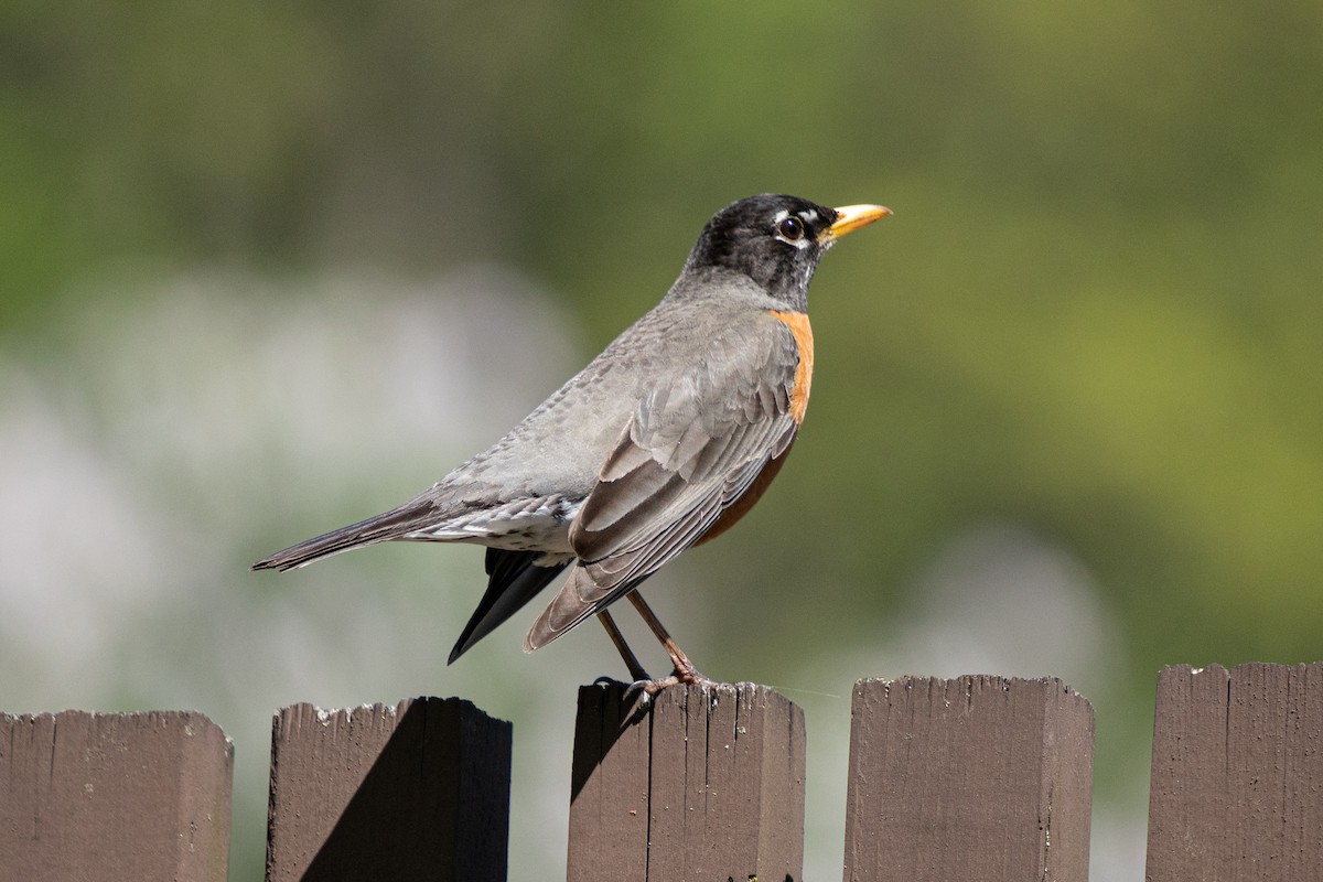 American Robin - ML619506391