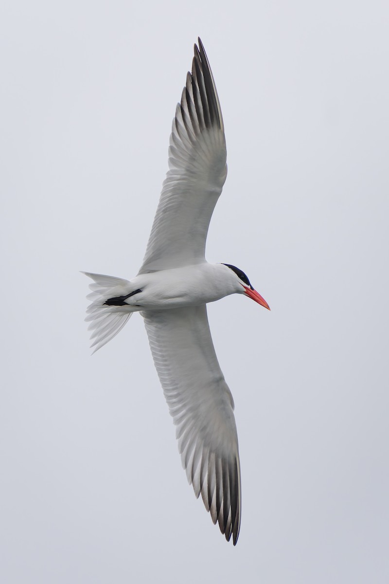 Caspian Tern - Ali Kasperzak